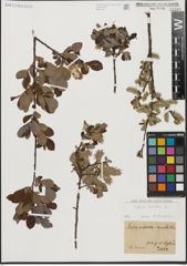 Foto von Salix aurita L.